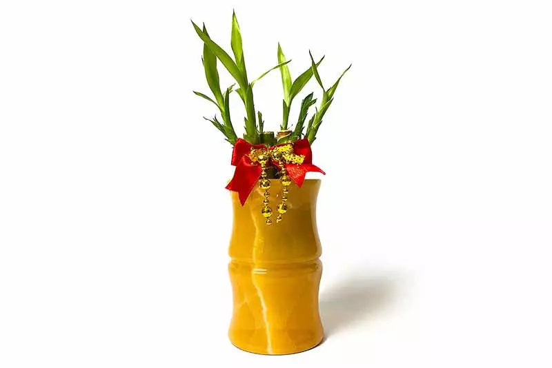 Cây cảnh để bàn làm việc đẹp, theo phong thủy, may mắn